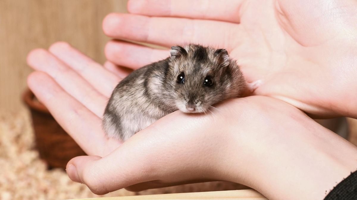 Cute hamster cupped in person&#039;s hands