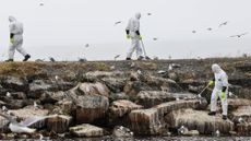 Dead birds are collected along the coast in Finnmark county in Norway following a major outbreak of bird flu last year 