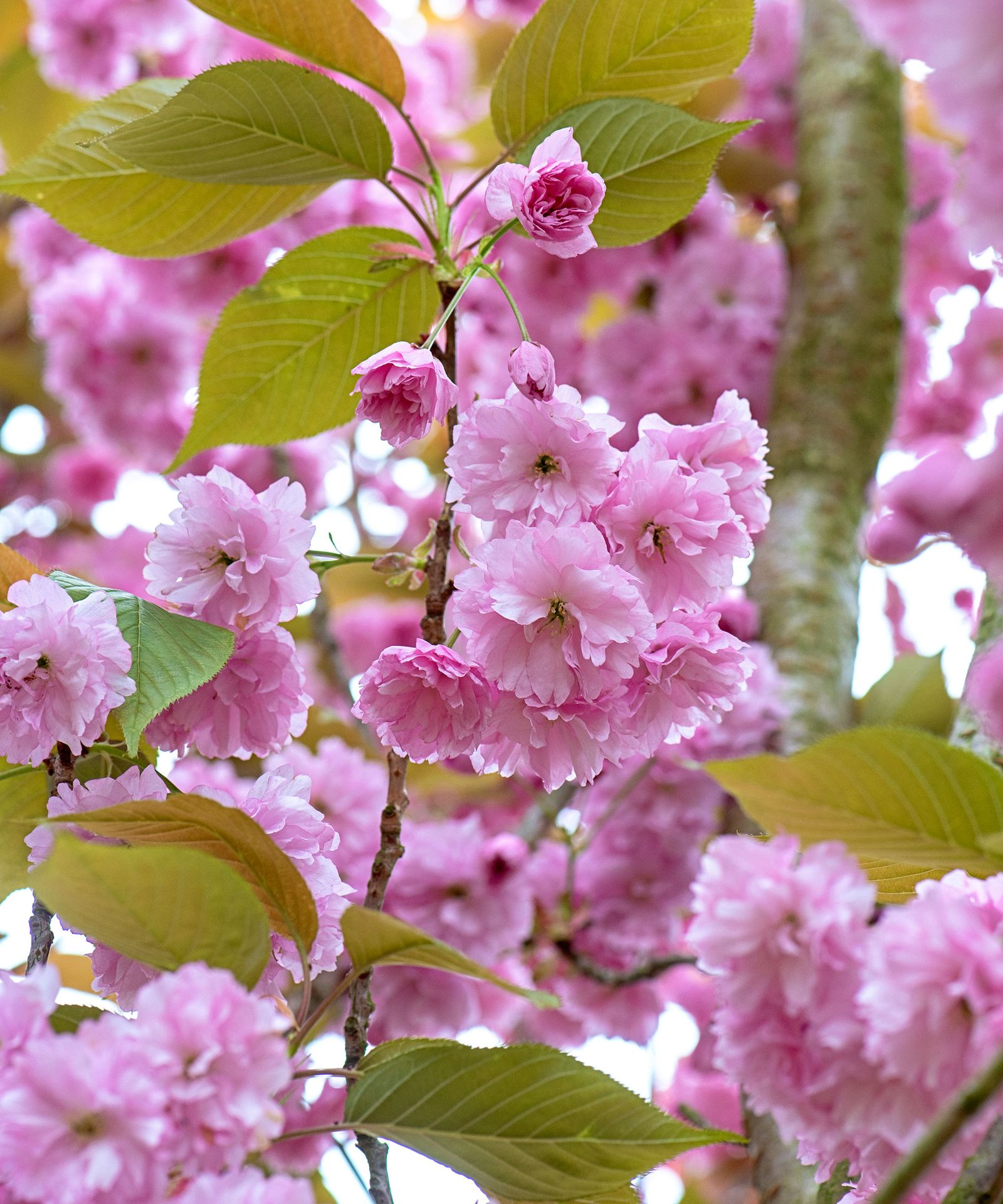 Flowering cherry tree care and growing guide