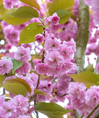 pink cherry blossom on a prunus 'Kanzan' tree
