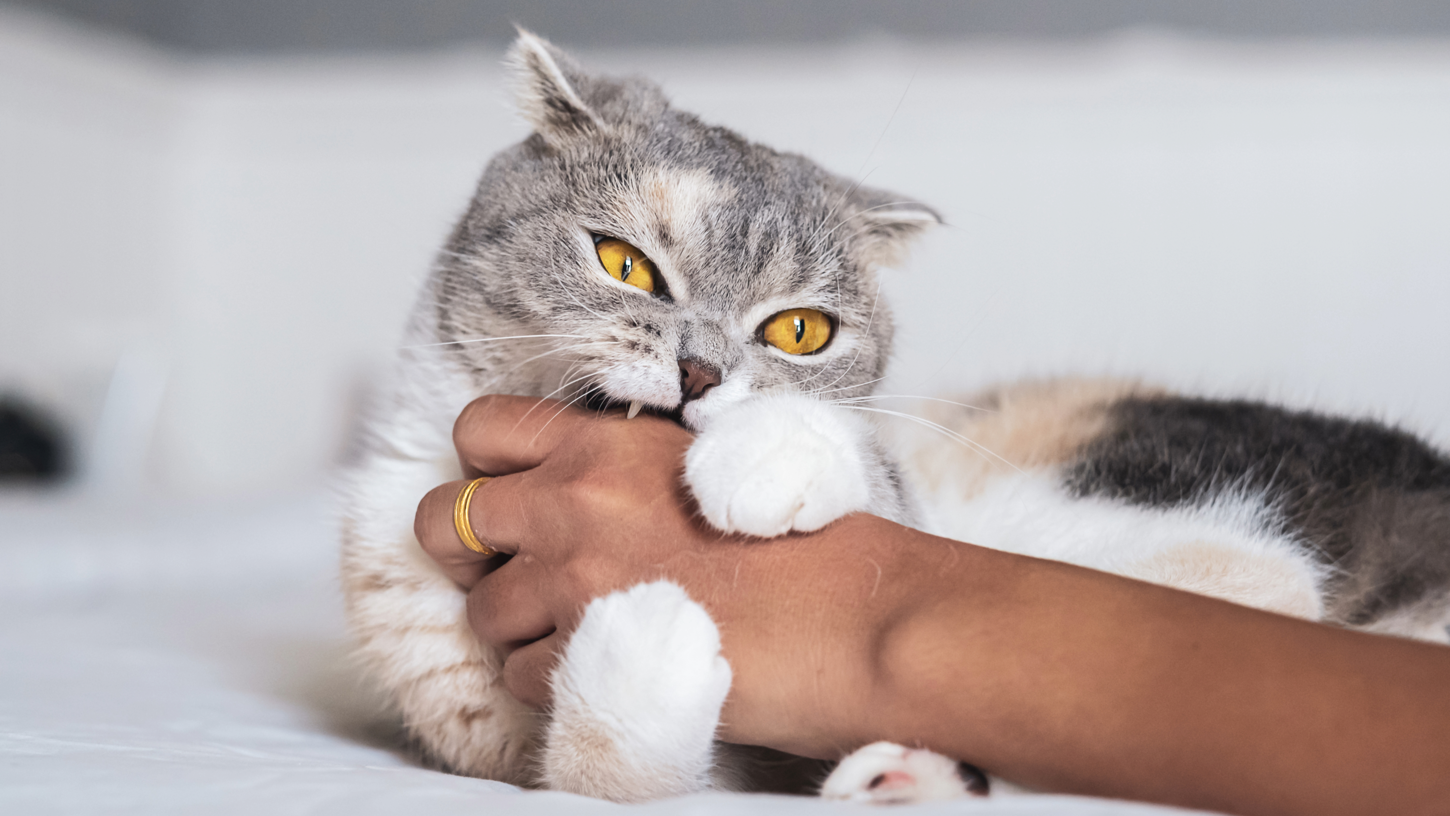Scottish Fold cat biting hand