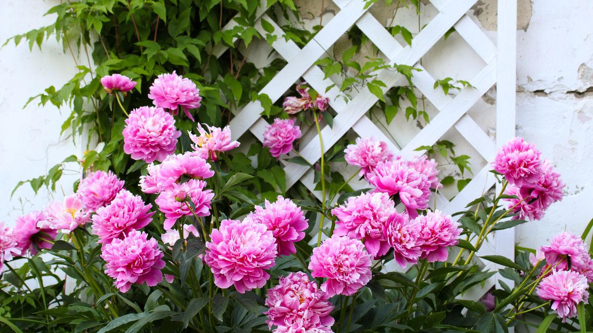 What to Do With Peonies in June After They're Done Blooming – 6 Simple Tasks You Need to Do Now for Big Blooms Next Year