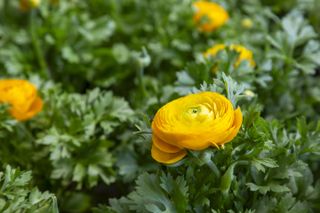 Ranunculus asiaticus flower, Persian buttercup