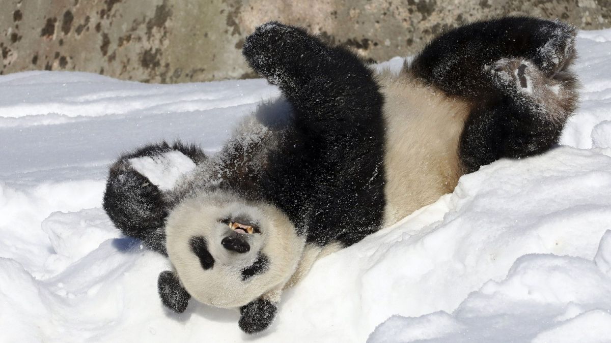 Adorable pandas caught playing in snow at National Zoo | Woman & Home