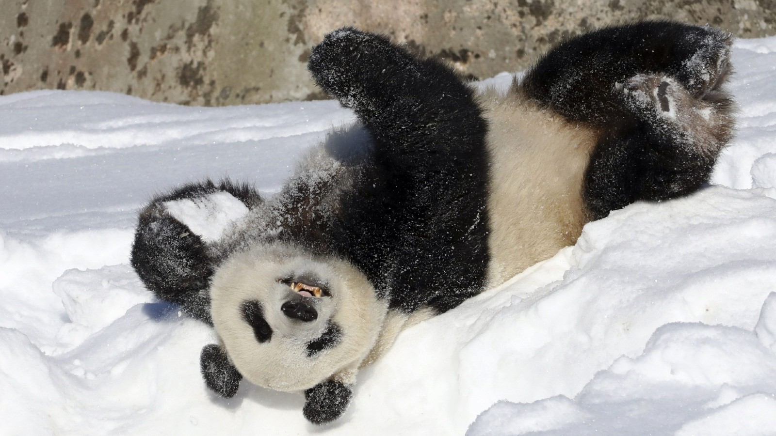 Giant Panda Cubs In Snow Giant Panda Cubs In Snow