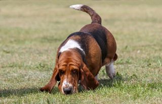 Basset hound with nose to the ground