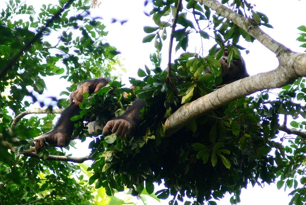 A chimpanzee lounging in his nest.