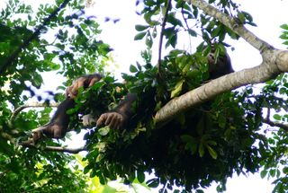 A chimpanzee lounging in his nest.