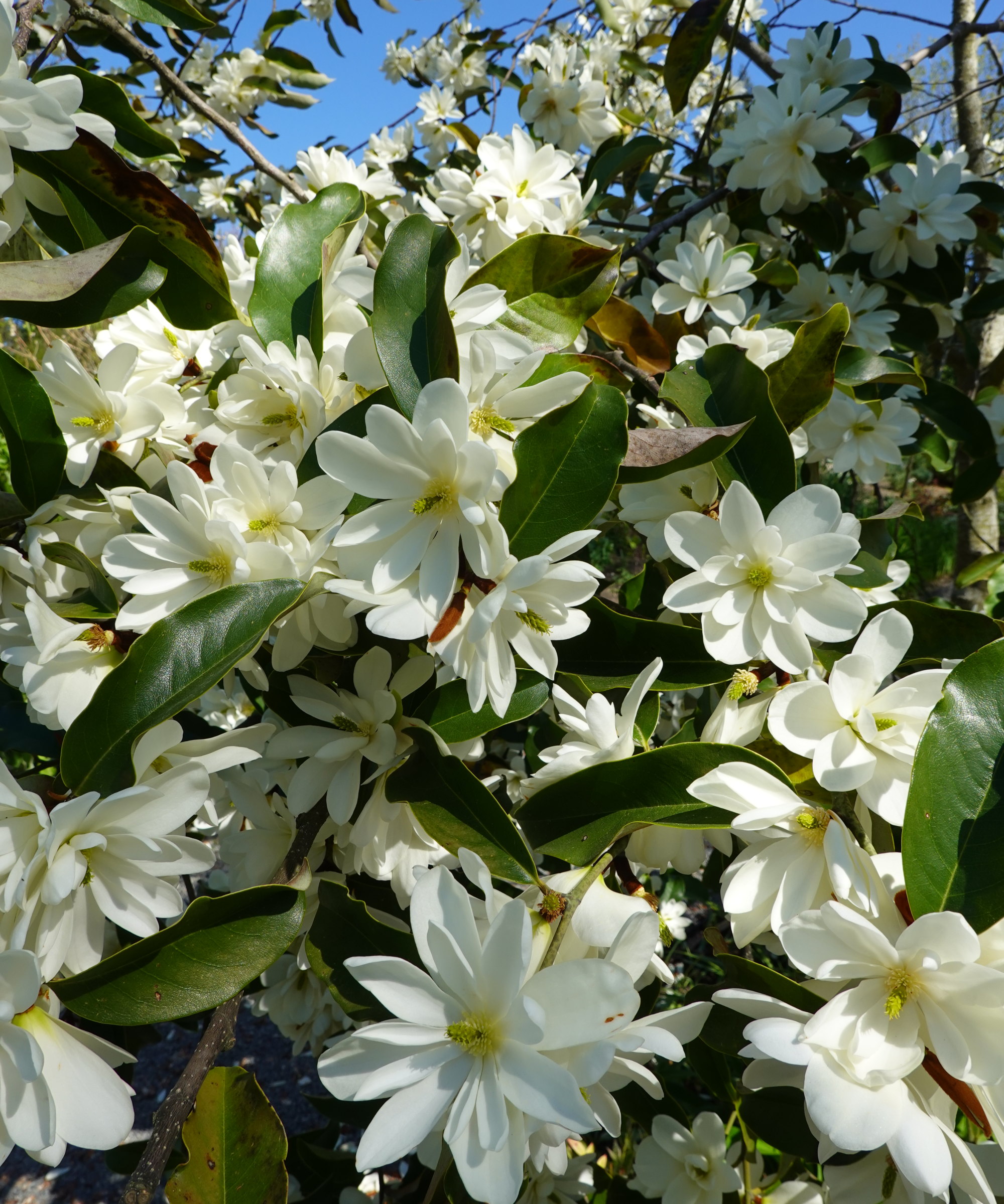 A sweetbay magnolia is covered in white blooms in spring
