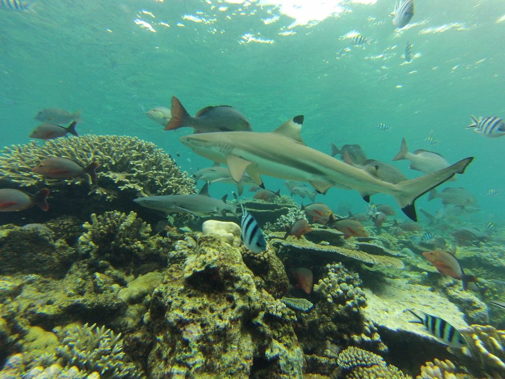 blacktip reef shark