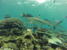 blacktip reef shark