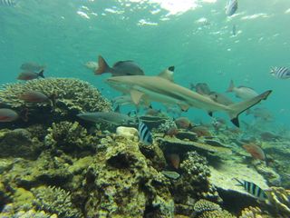 blacktip reef shark