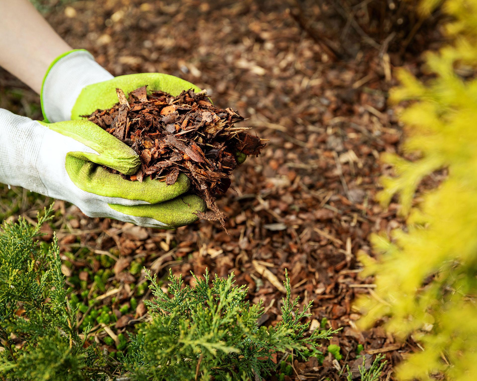 How To Protect Plants From Frost: Help Your Garden Survive | Gardeningetc