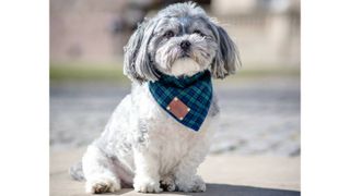 Smithfield Luxury Dog Bandana Neckerchief, one of w&h's picks for Christmas gifts for dogs