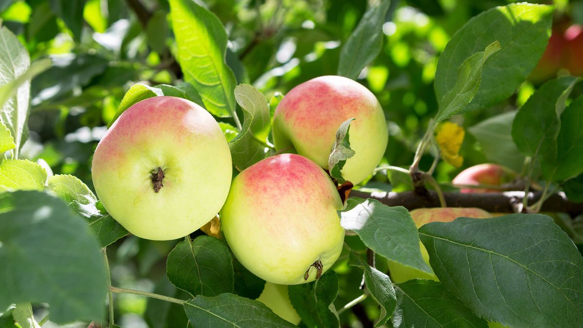 Ripe apples on an apple tree