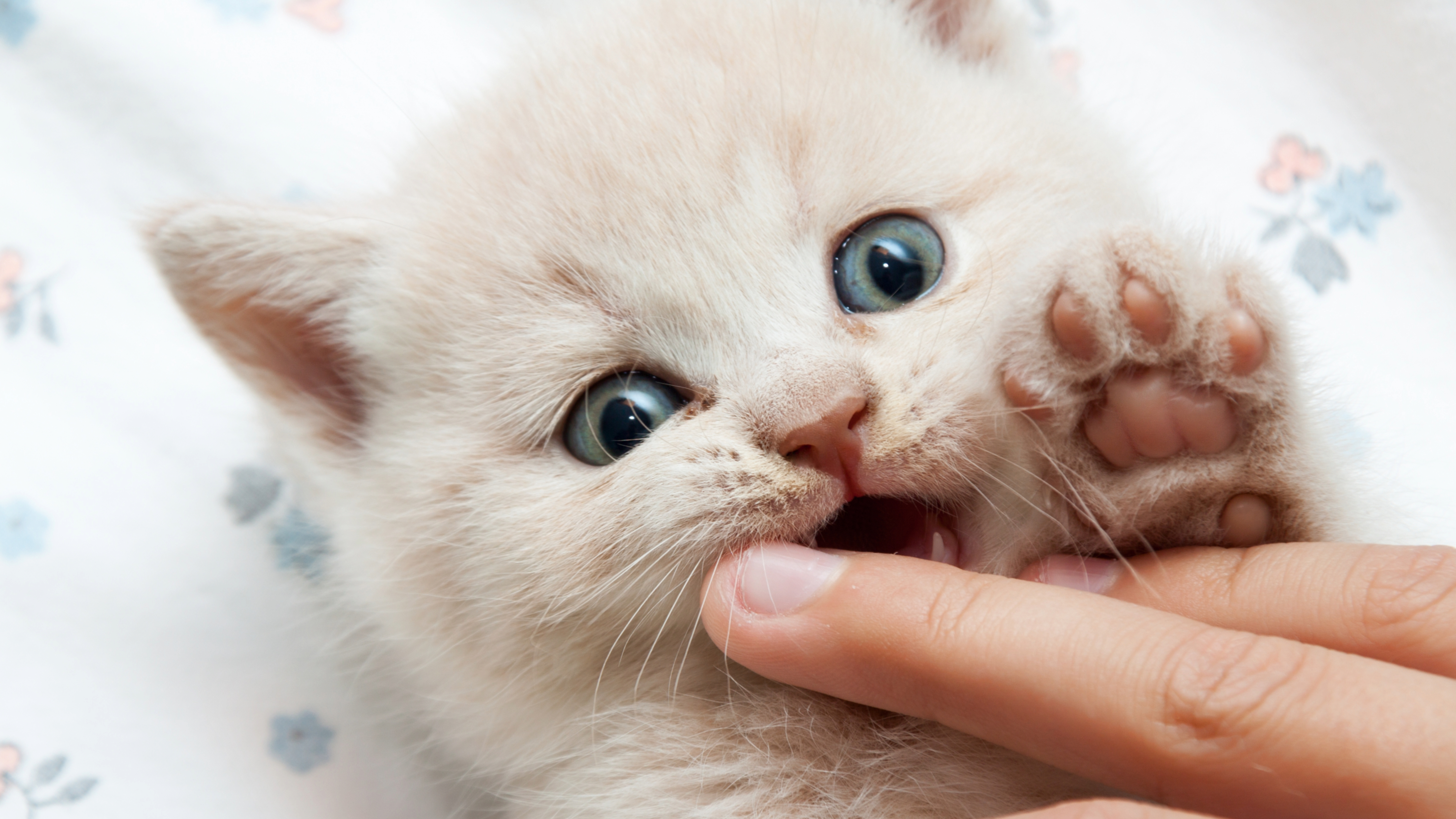 Kitten chewing owner's fingers