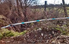 Dead-horse-dumped-in-a-ditch.jpg