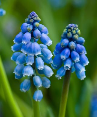 grape hyacinth or muscari in close up