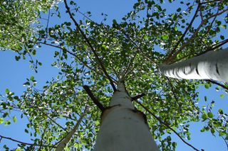 aspens, golden quaking aspen