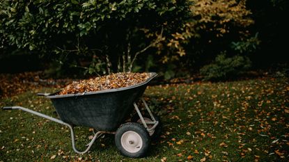 A wheelbarrow full of fallen leaves on a grass lawn