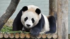 Edinburgh Zoo's giant Panda