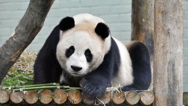 Edinburgh Zoo&amp;#039;s giant Panda