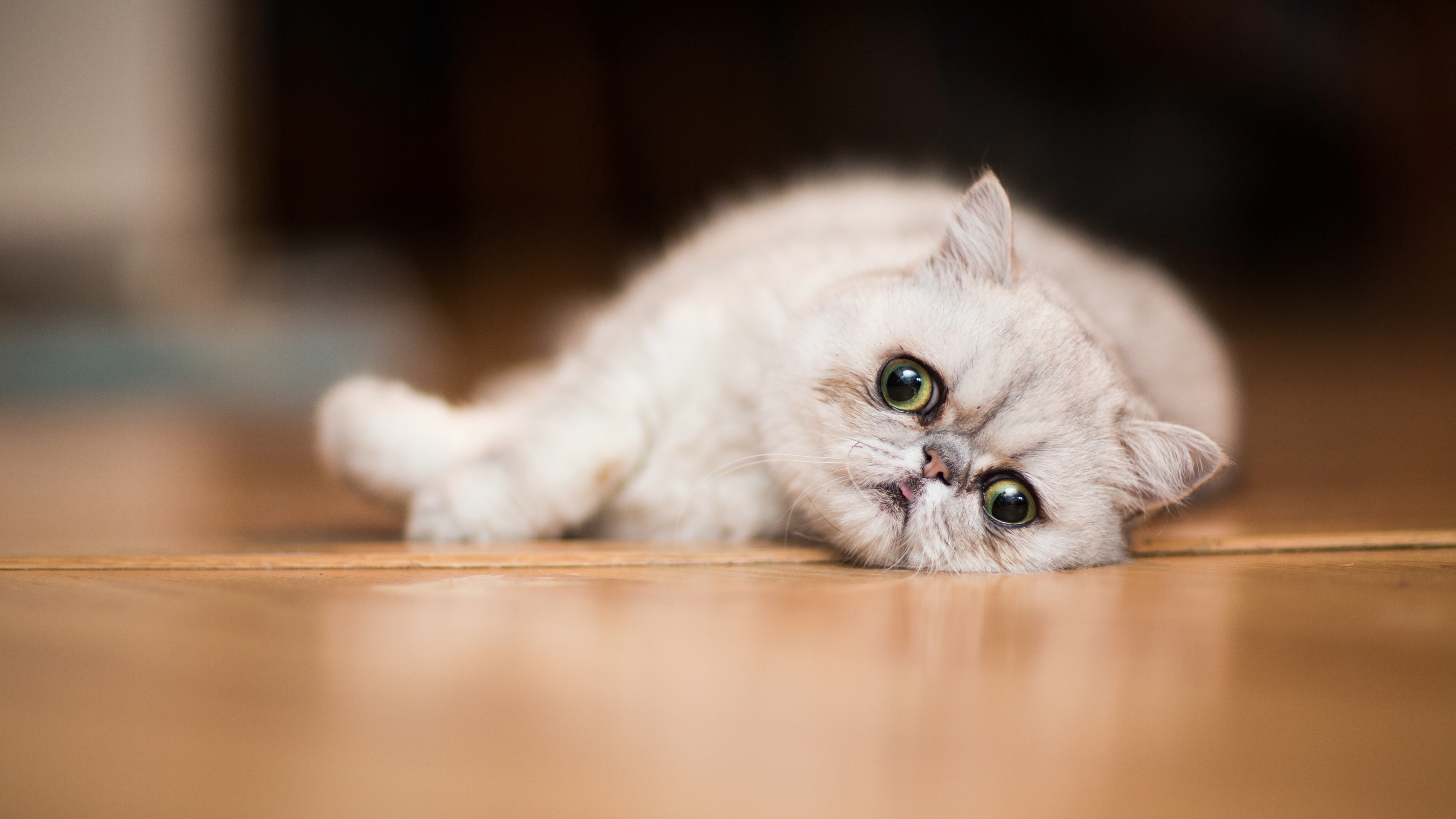 Exotic Shorthair cat lying on the floor