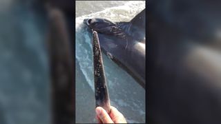 A photo of the "sword" from a swordfish found lodged in the dead thresher shark's back.