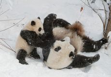 Tai Shan (tie-SHON) was born at 3:41 a.m. July 9, 2005, weighing only a few ounces at birth. The first cub for mother Mei Xiang (may-SHONG) and father Tian Tian (tee-YEN tee-YEN), he was conceived through artificial insemination March 11, 2005, in a proce
