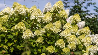 Limelight hydrangea covered in green flowers