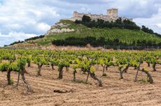 Castilla y Leon vineyards