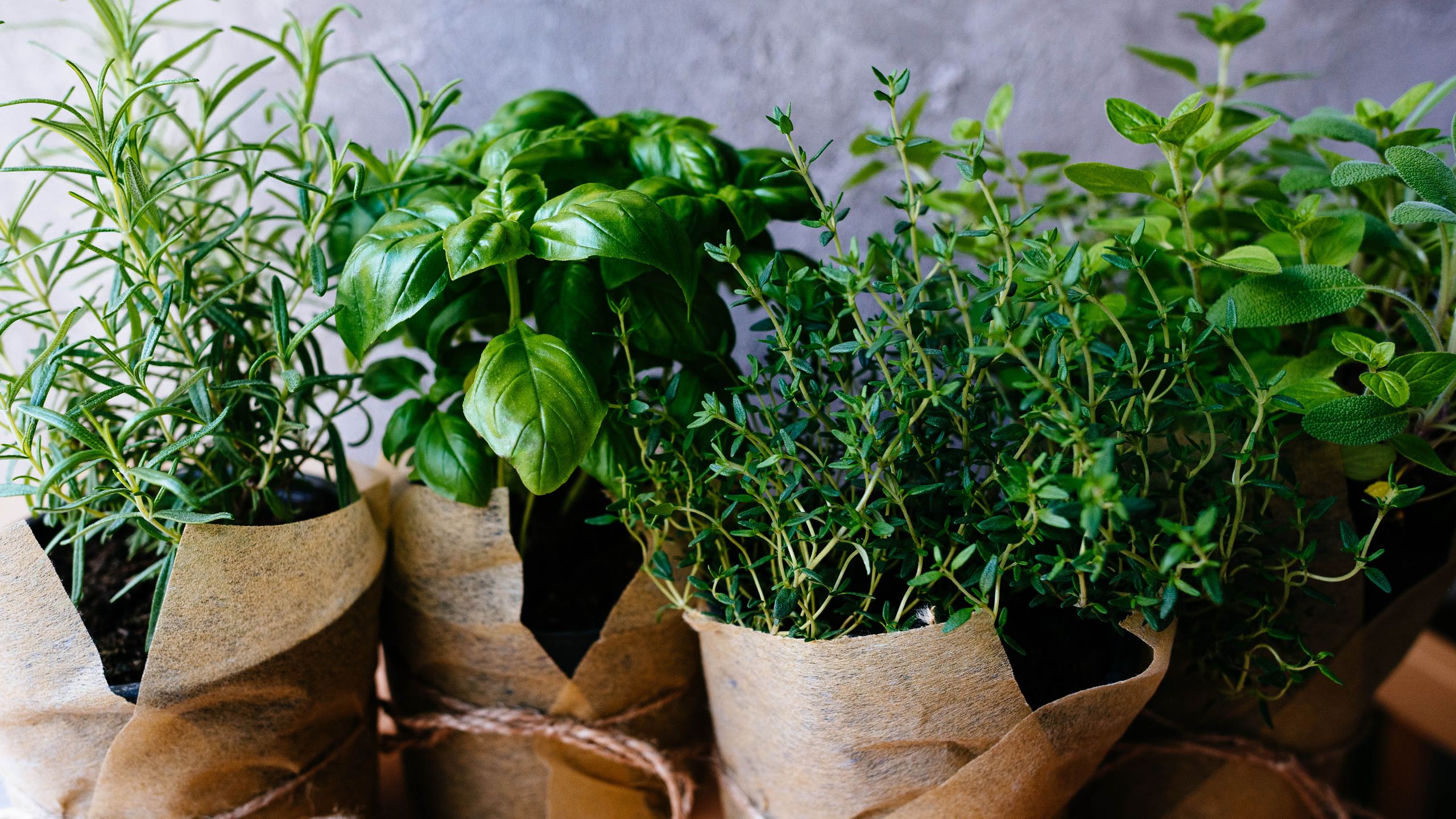 I’m obsessed with this $50 apartment herb planter hack — here's everything you need to recreate your own