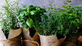 A range of herbs grown in containers