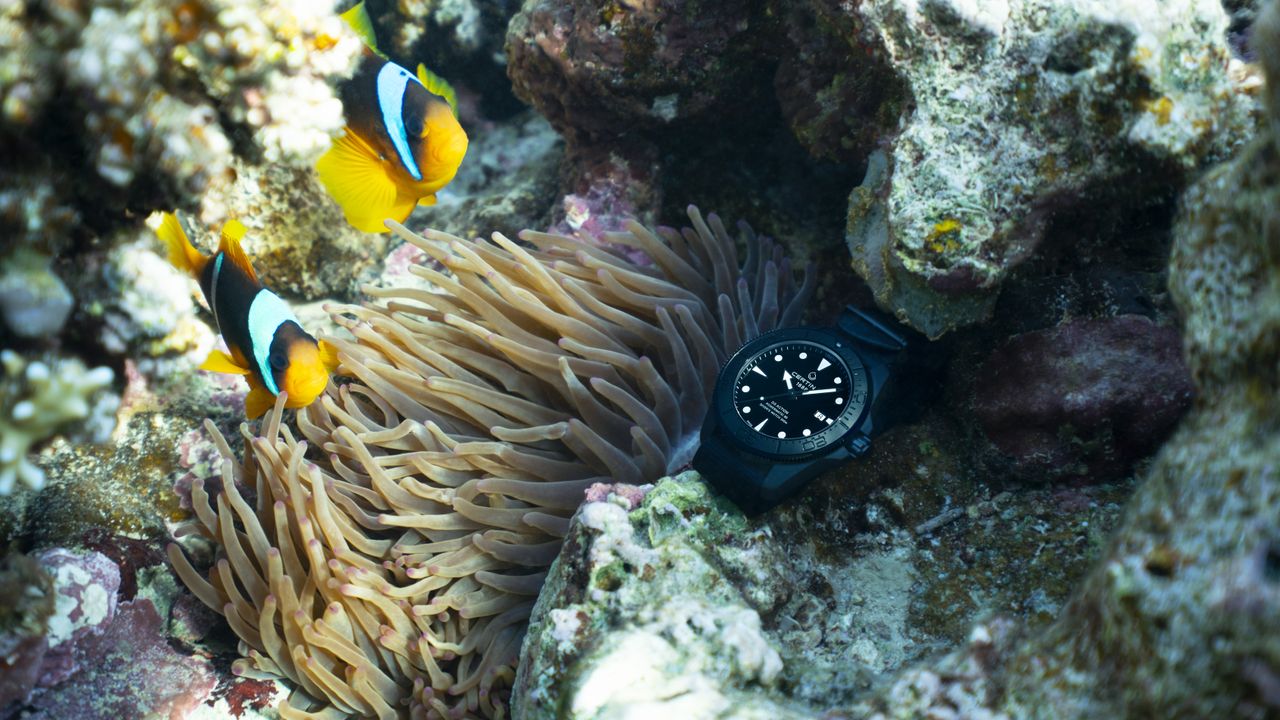 The Certina DS Action on a reef beside some fish