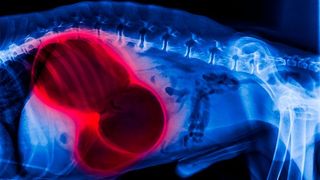 X-ray of dog lateral view red highlight in gastric dilatation volvulus