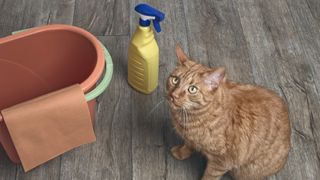Ginger cat sitting on wood floor next to orange bucket and yellow cleaning spray bottle looking up at camera