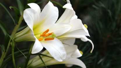 Easter lily flowers