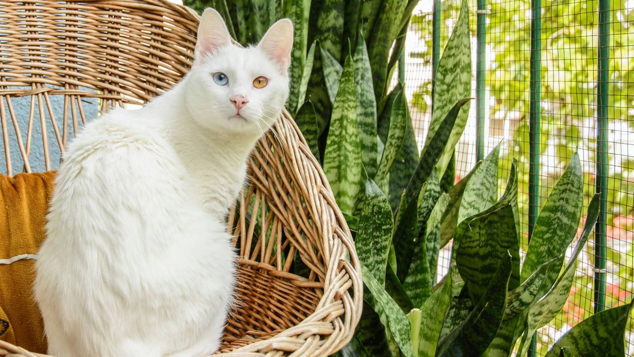 White cat sits in wicker chair next to snake plants on a sunny balcony