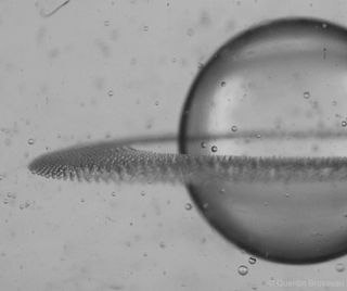 Rings of droplets formed from the equator of a drop after application of an electric pulse.