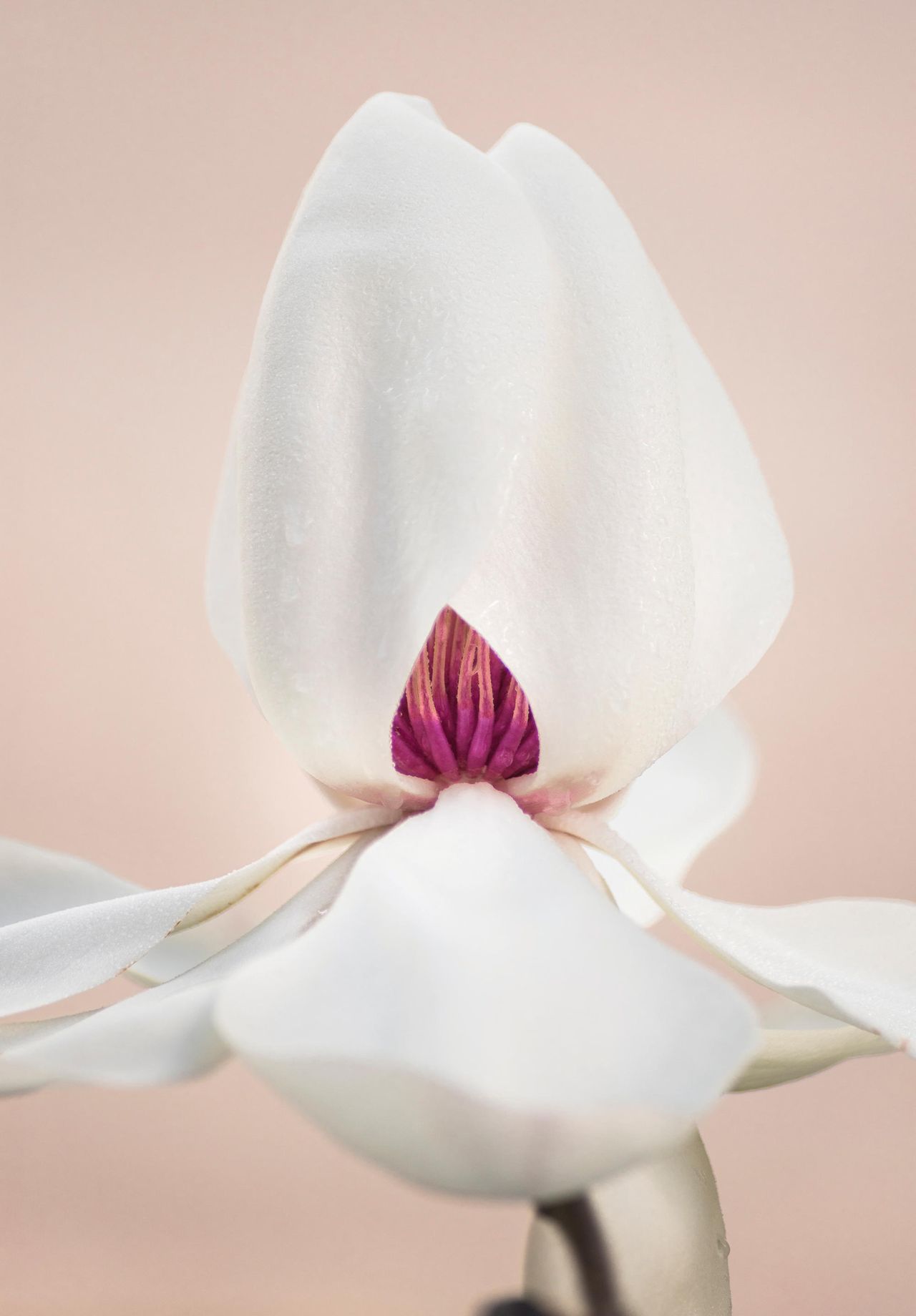 Magnolias