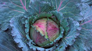 how to harvest winter brassicas: Cabbage variety Marabel