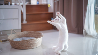 White cat standing on hind legs playing with a ball on a wire stick in the air