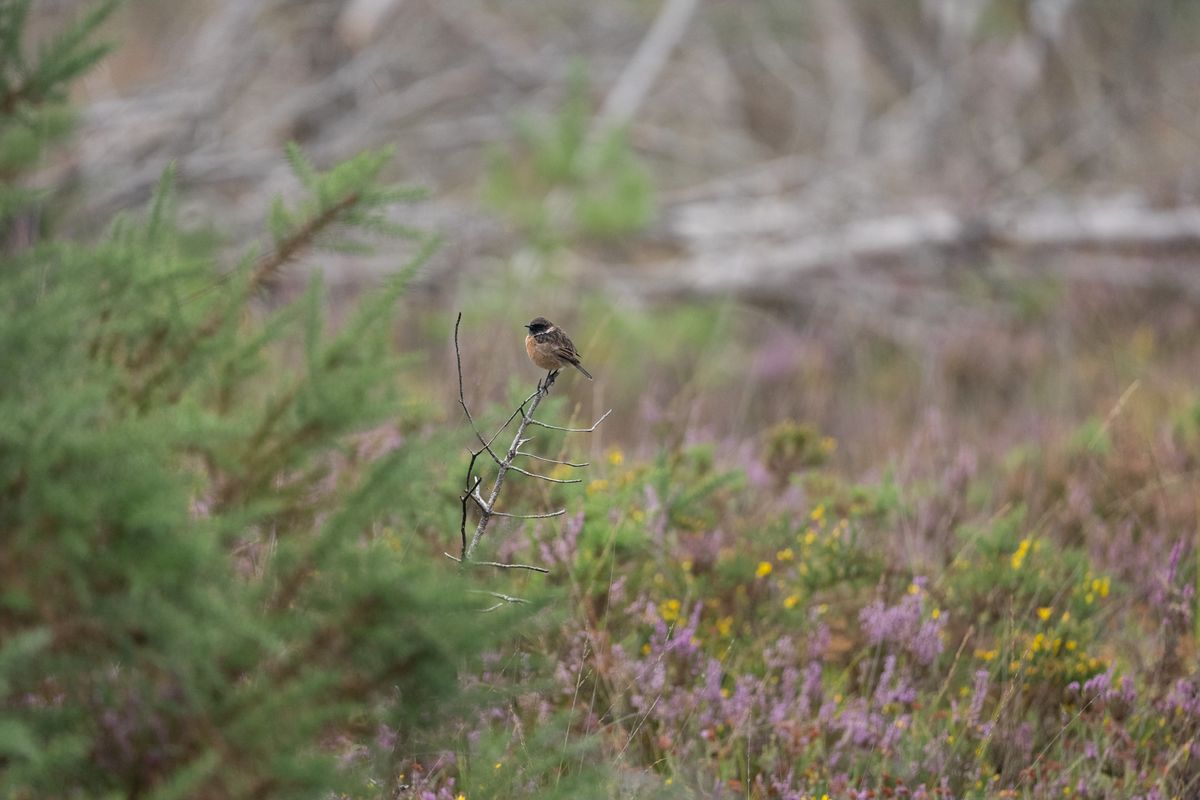 Telephoto image of a small bird on a branch in a nature reserve