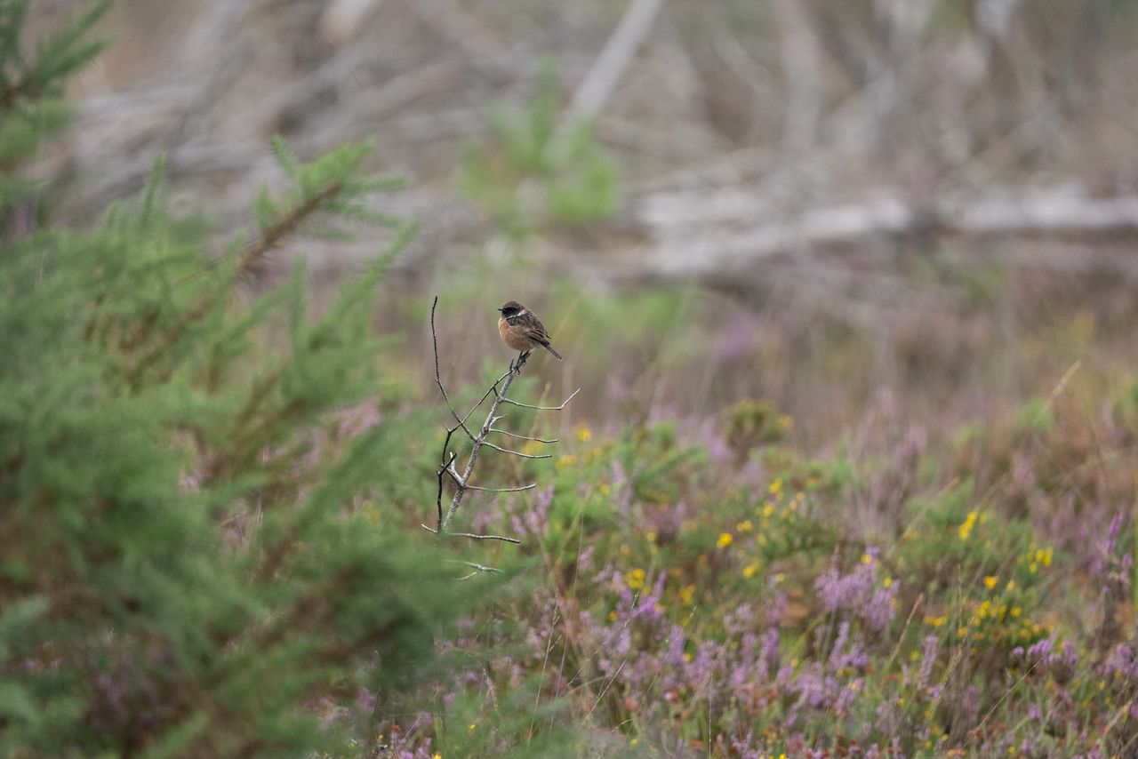 Telephoto image of a small bird on a branch in a nature reserve