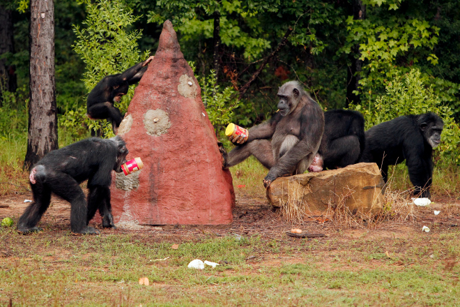 chimpanzees, chimp haven, lab animals, animal testing, chimp retirement