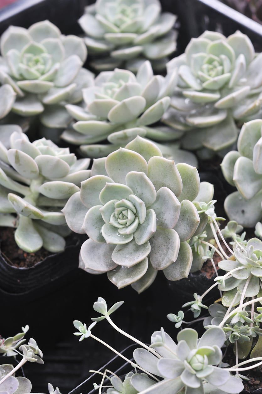 Graptoveria Porcelain Plants