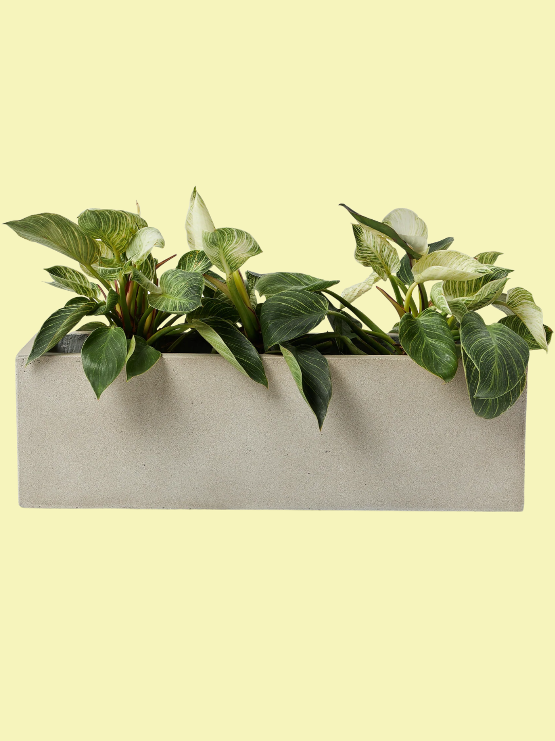 A concrete outdoor planter in sandy beige from Westwing