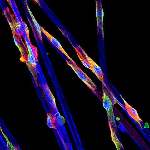 microfibers