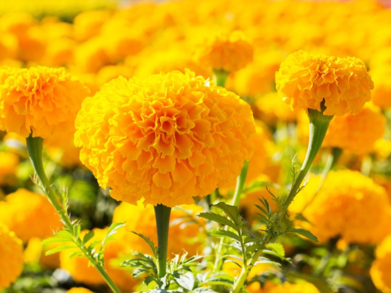 Yellow Marigold Flowers