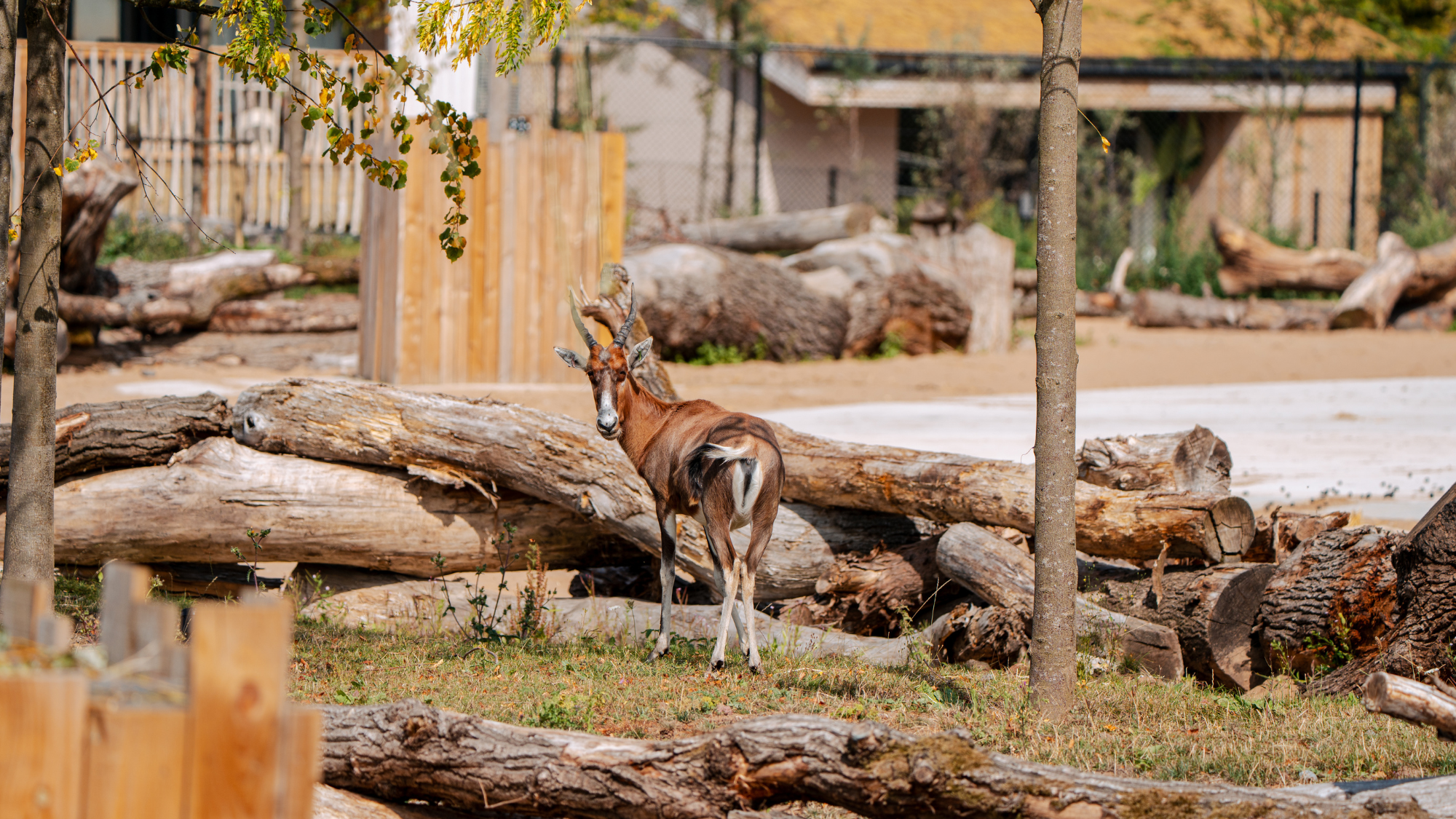 Antelope at Chester Zoo